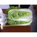 Vender nuevo cultivo Chinese Cabbage brother kingdom